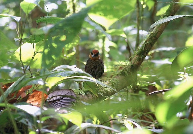 Rufous-crowned Antpitta male - Rufous-crowned Antpitta - 