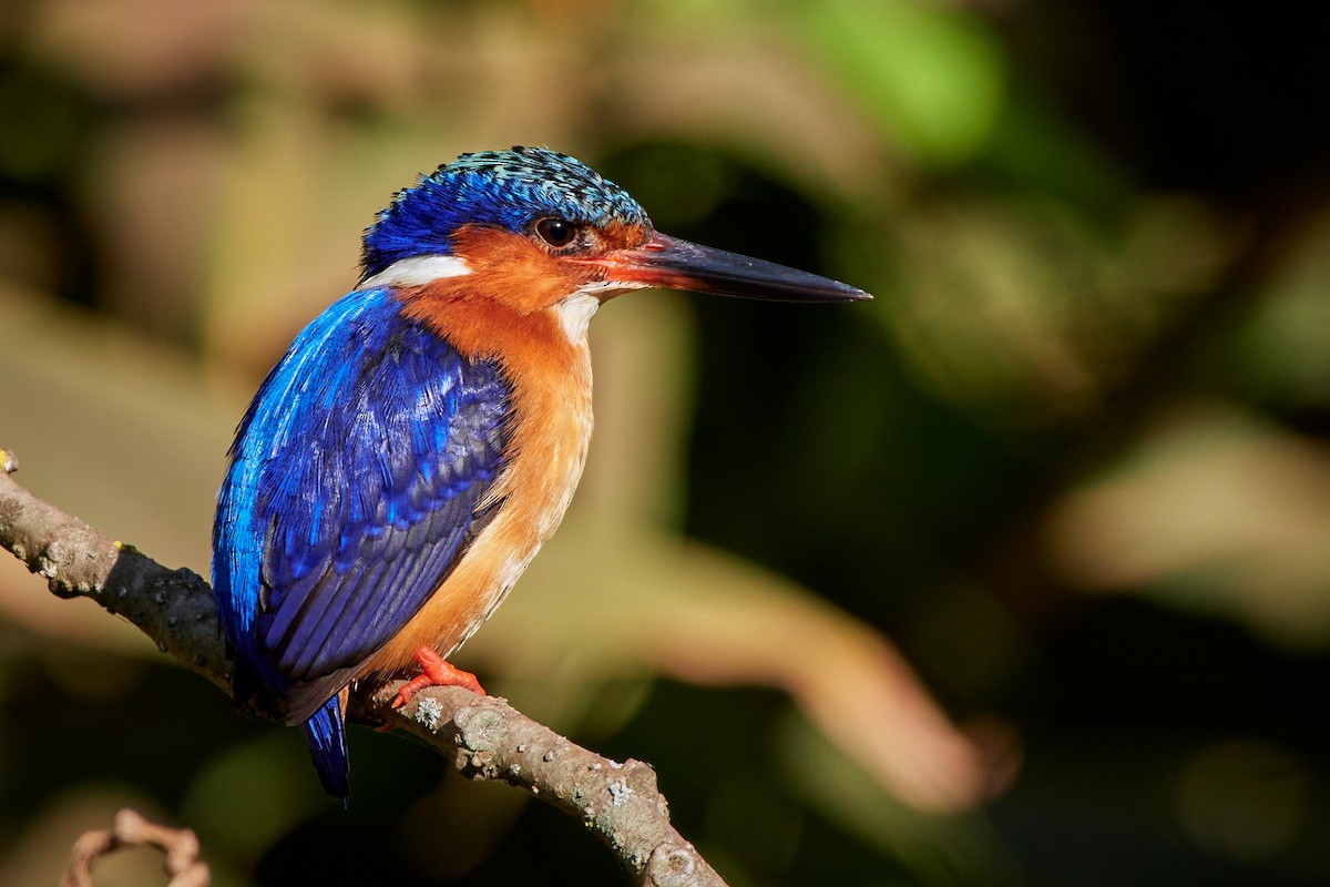 Malagasy Kingfisher - ML504814601