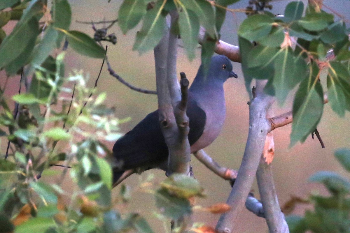 Timor Imperial-Pigeon - ML504816111