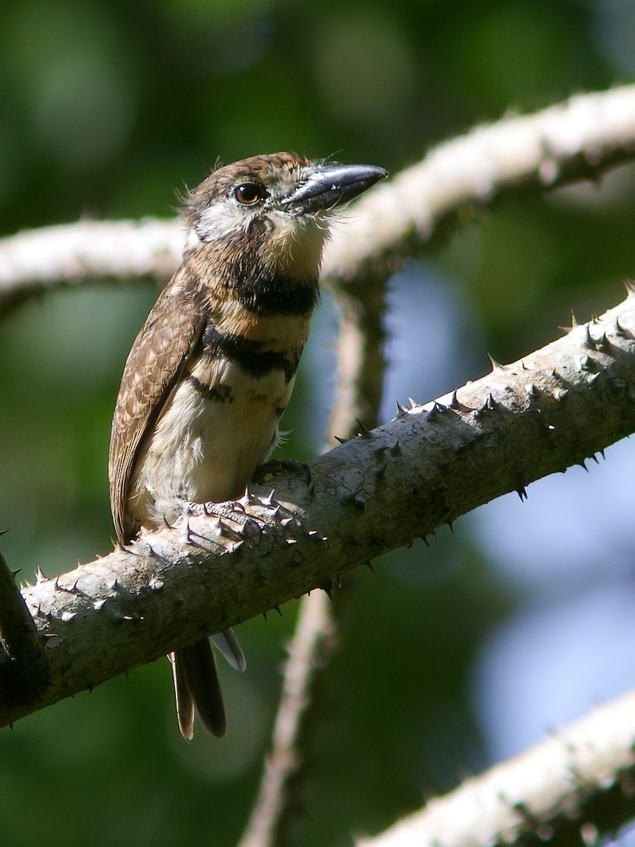 Two-banded Puffbird - ML504817771