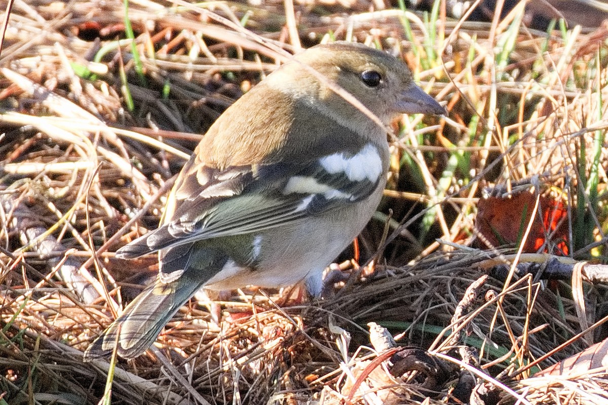 Common Chaffinch - Bruce Kerr