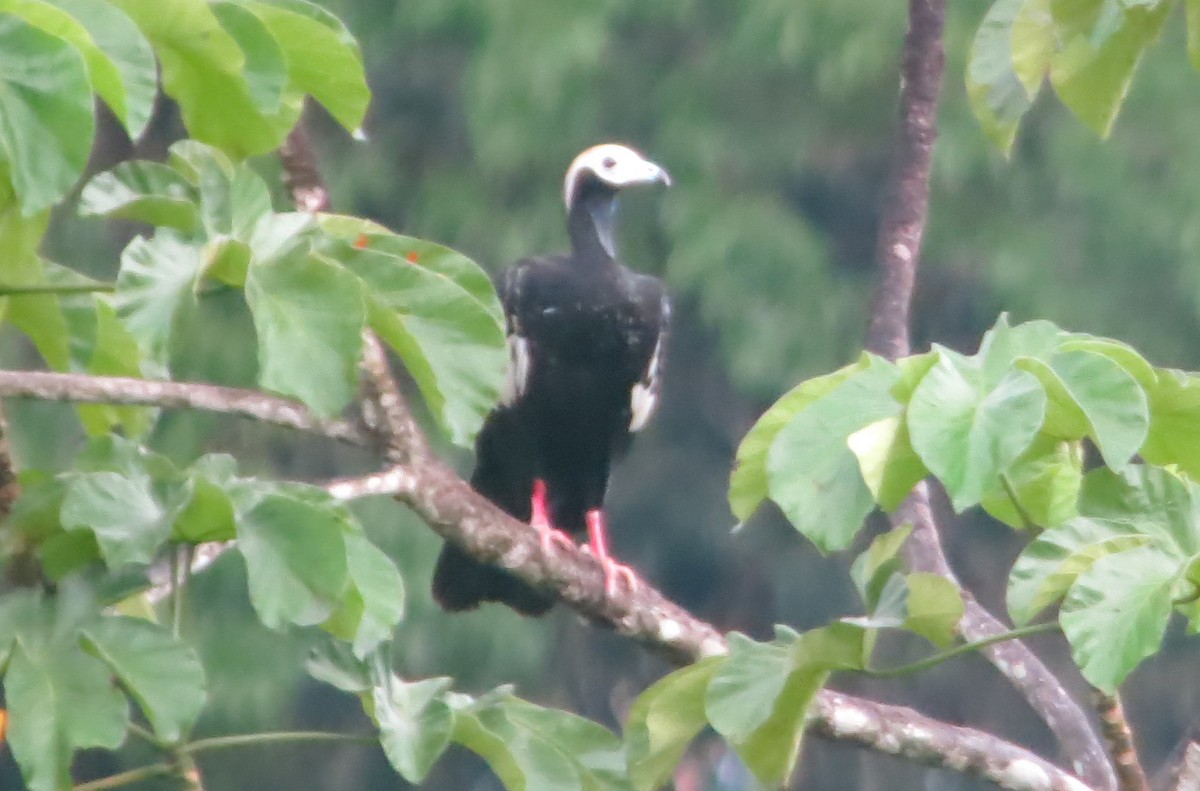 Blue-throated/White-throated Piping-Guan - ML504825291
