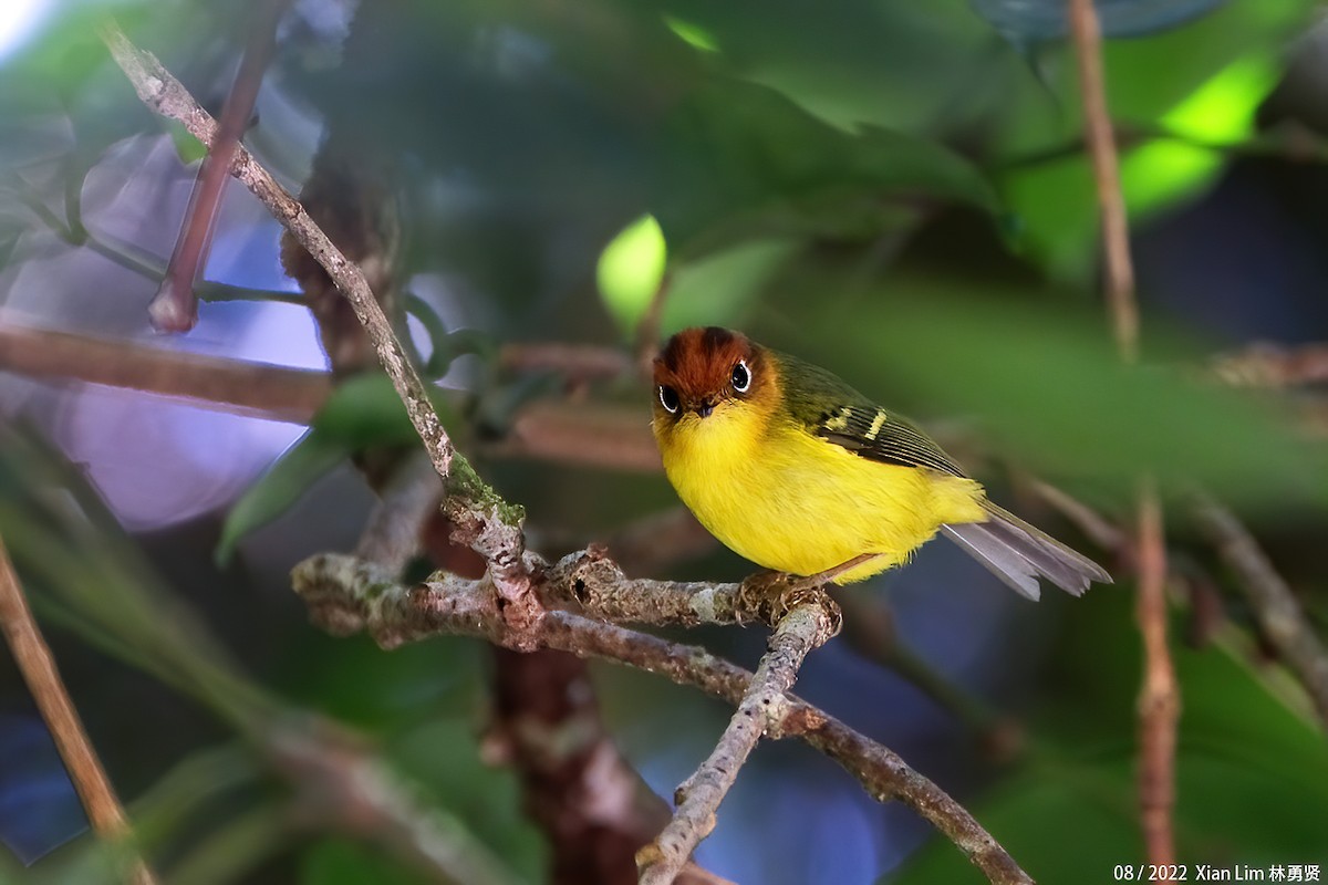 Yellow-breasted Warbler - Lim Ying Hien