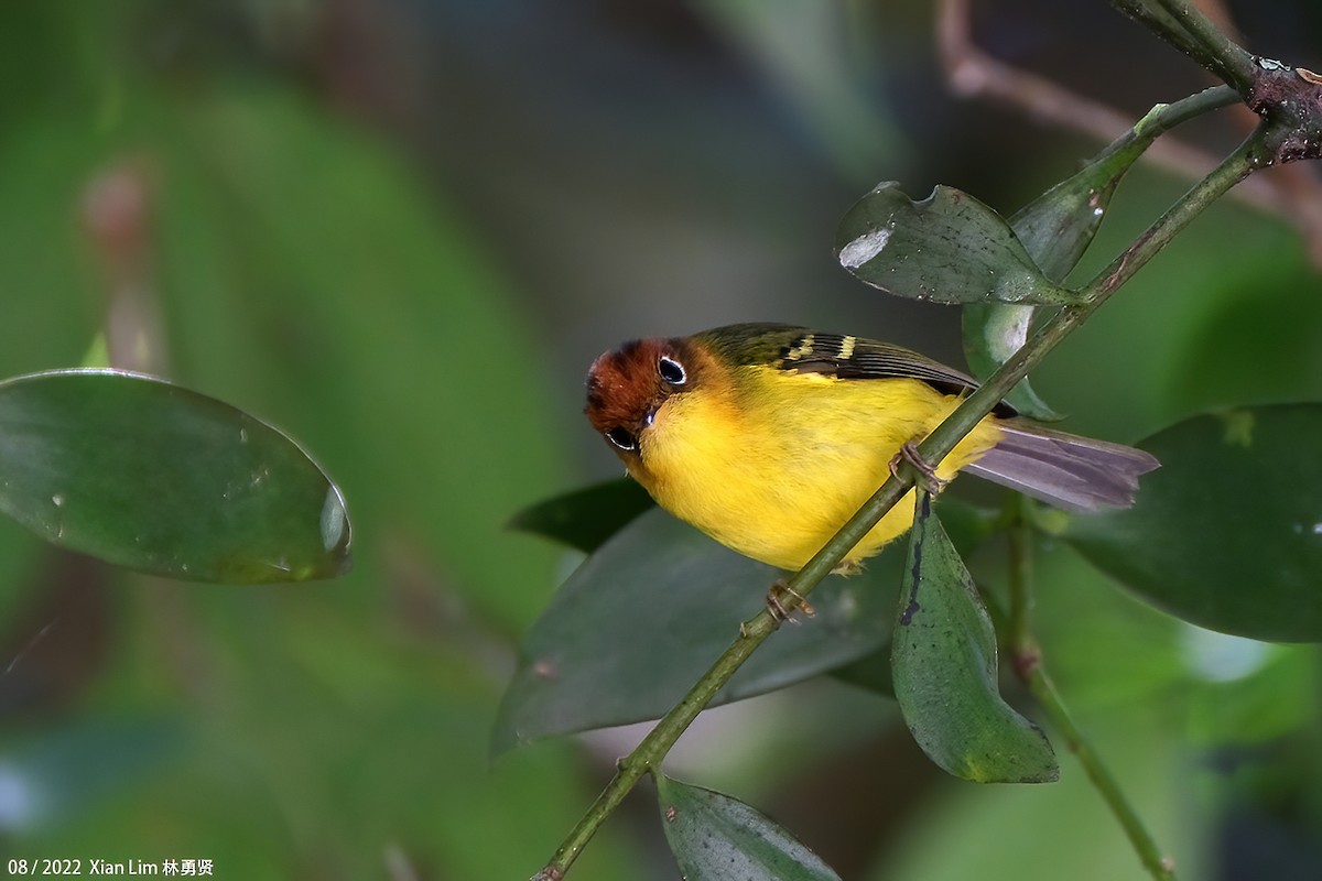 Yellow-breasted Warbler - ML504825891