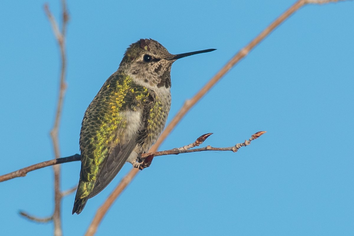 Anna's Hummingbird - Jeff Bleam