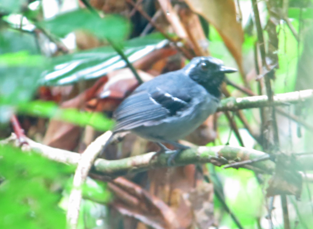 Black-faced Antbird - ML504830841