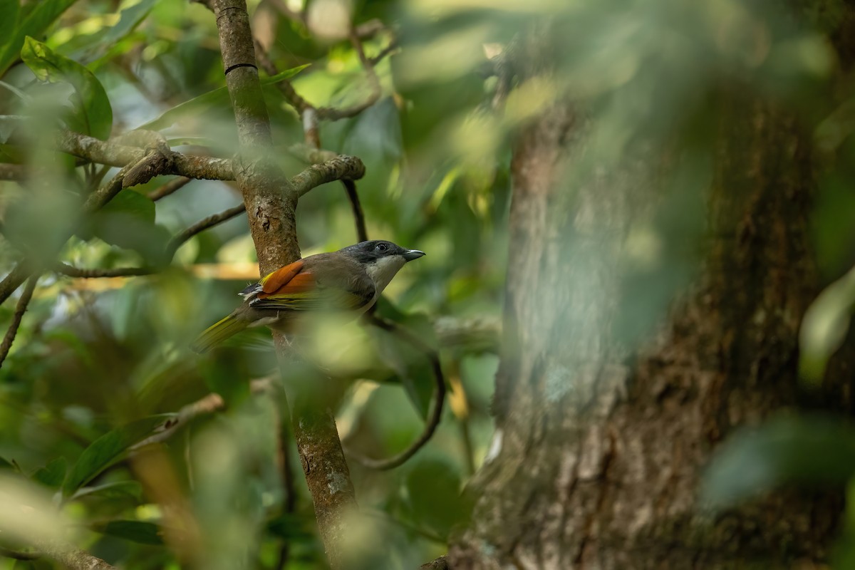White-browed Shrike-Babbler (Himalayan) - ML504830901