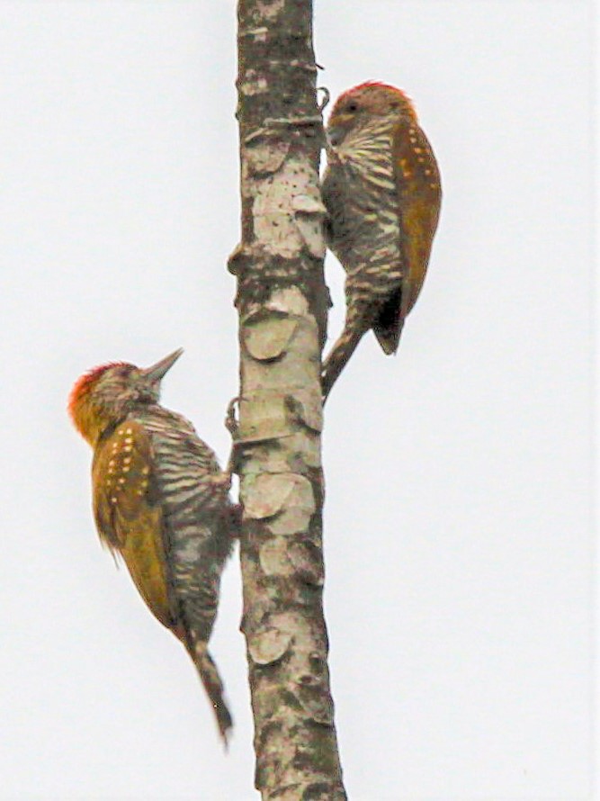Golden-collared Woodpecker - ML504831101