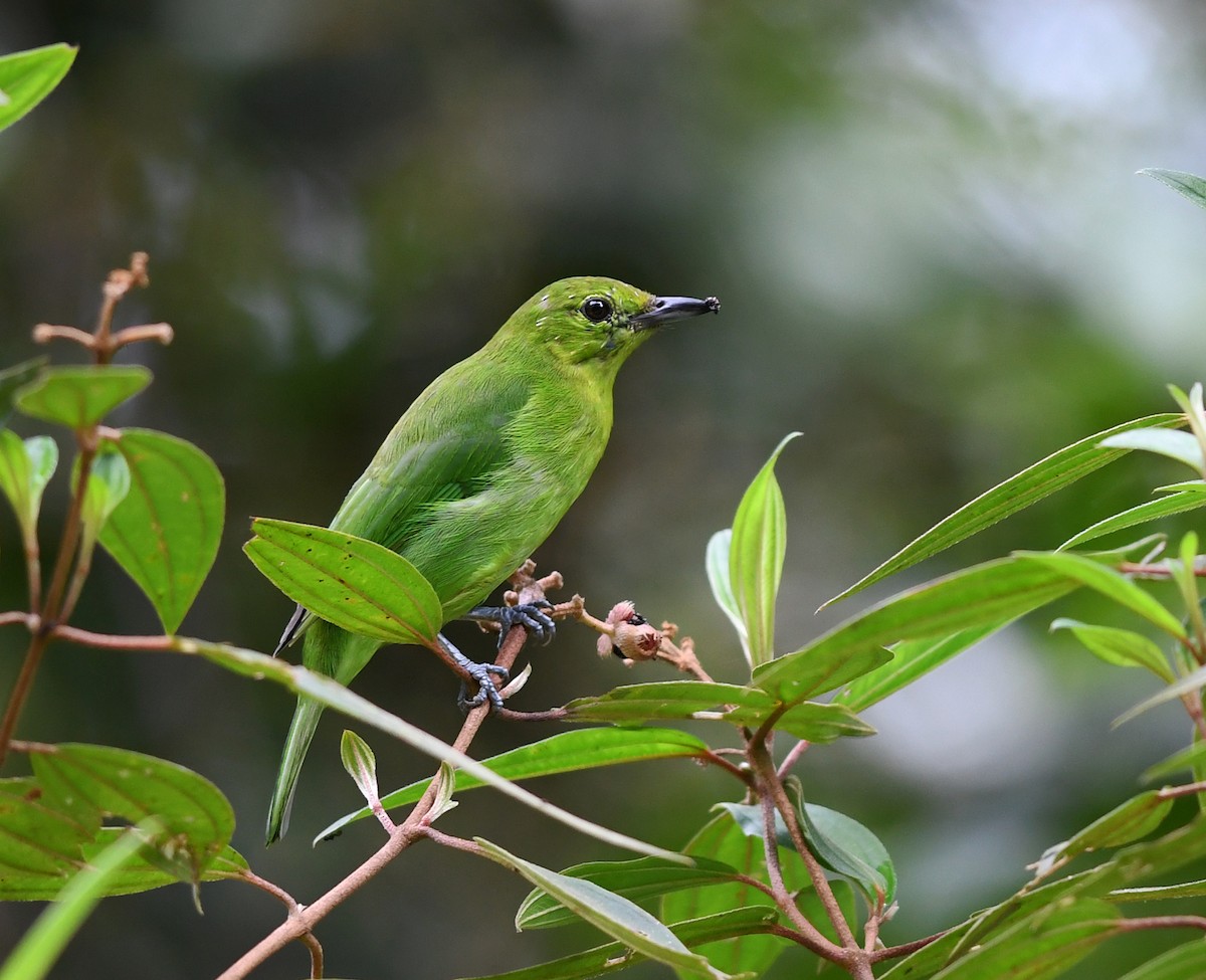 Lesser Green Leafbird - ML504834761