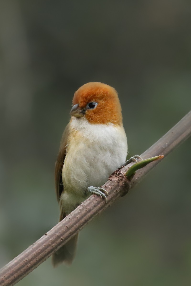 White-breasted Parrotbill - ML504834891