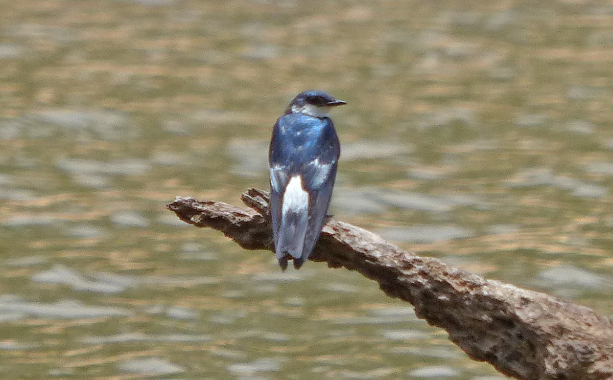 White-winged Swallow - ML504836991