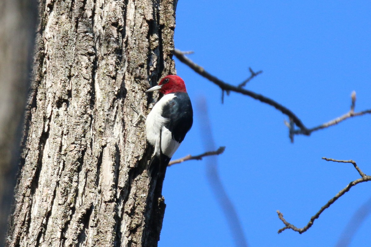 Red-headed Woodpecker - ML504837311