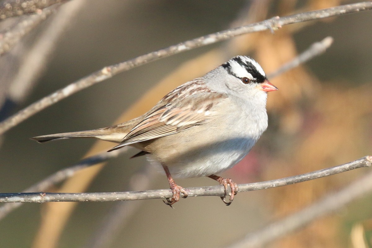 White-crowned Sparrow - ML504837451