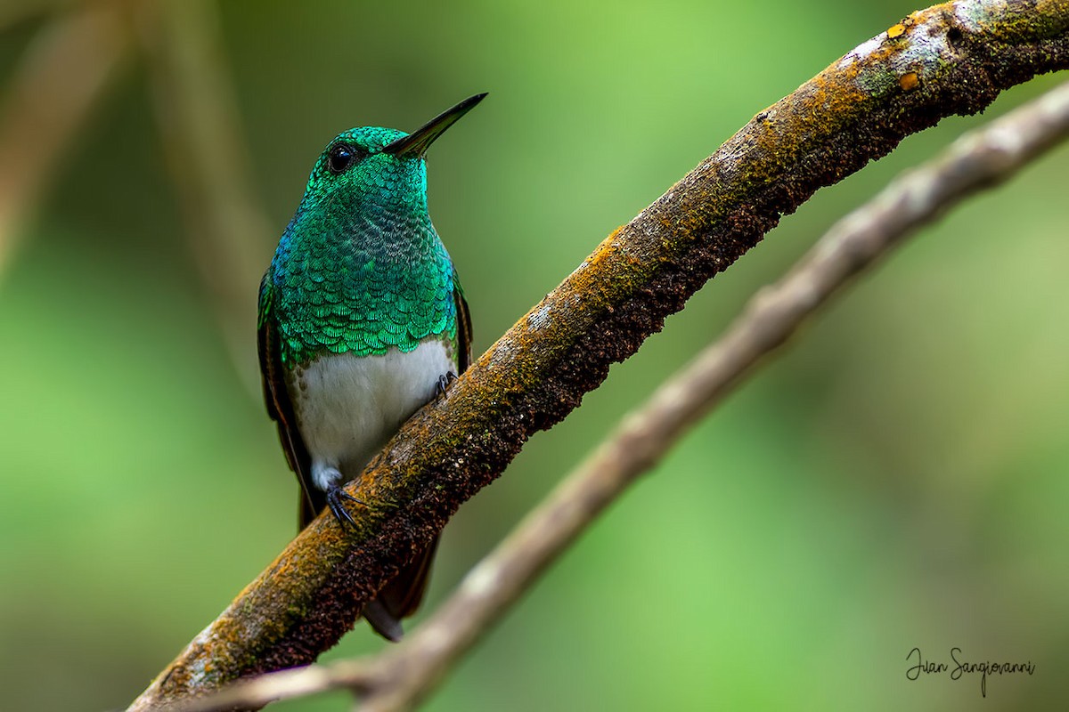 Snowy-bellied Hummingbird - Juan Sangiovanni