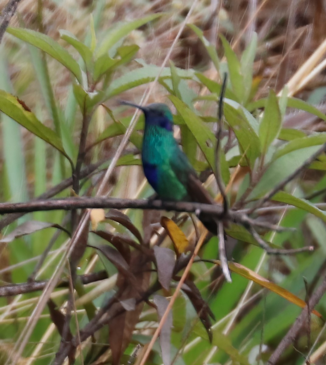 kolibřík modrolící - ML504848151
