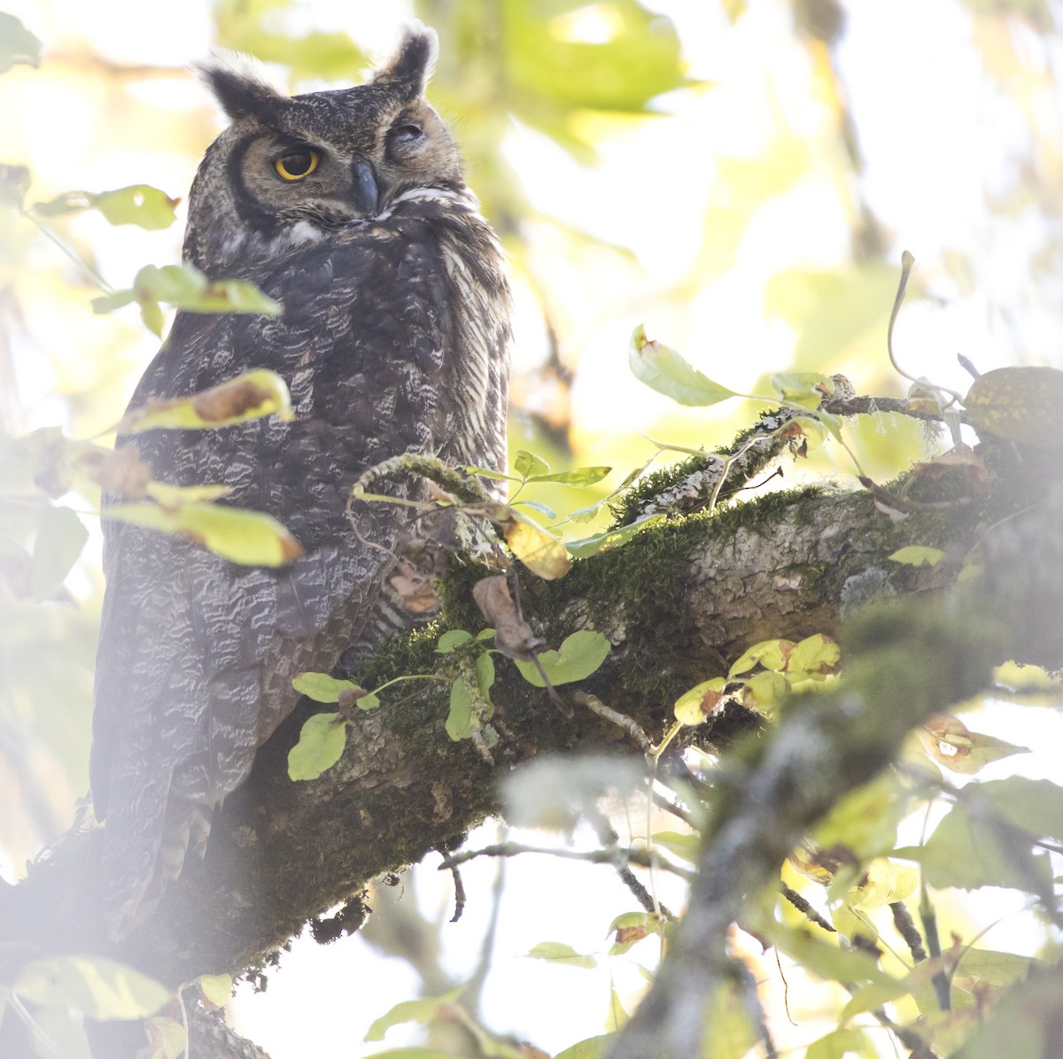 Great Horned Owl - ML504851021