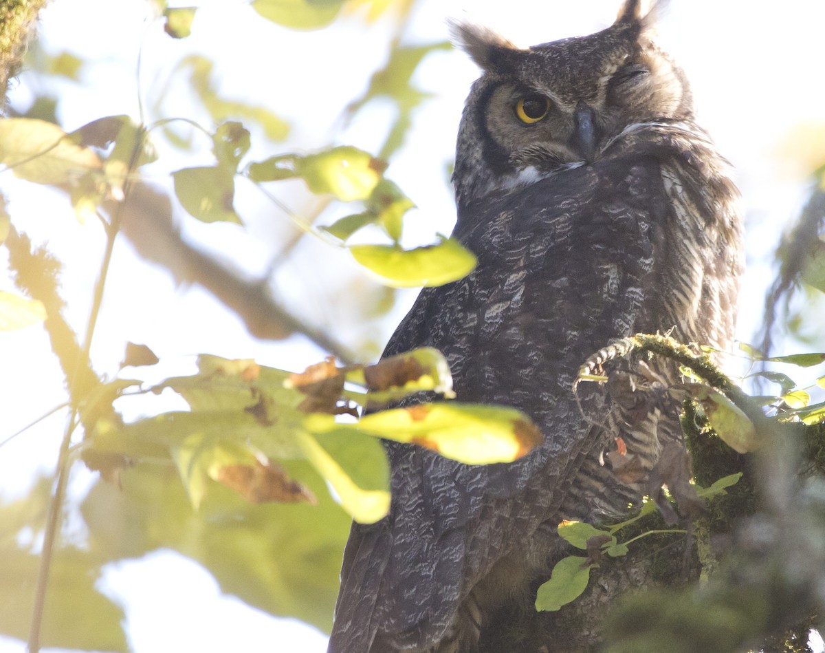 Great Horned Owl - ML504851031