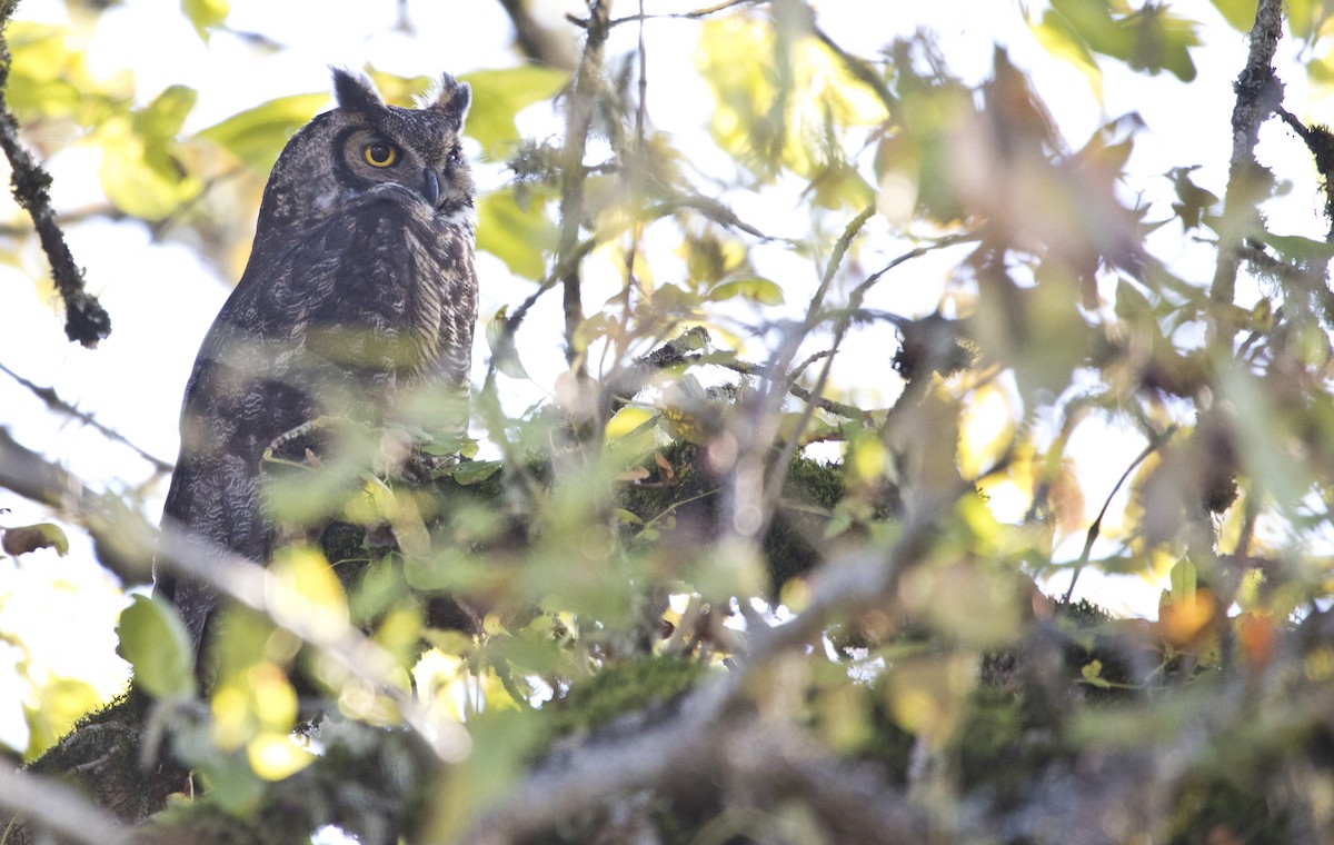 Great Horned Owl - ML504851041