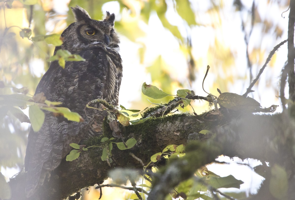 Great Horned Owl - ML504851051