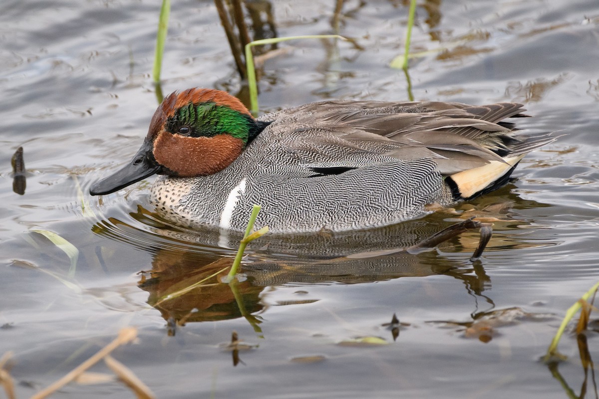 Green-winged Teal - ML504854911
