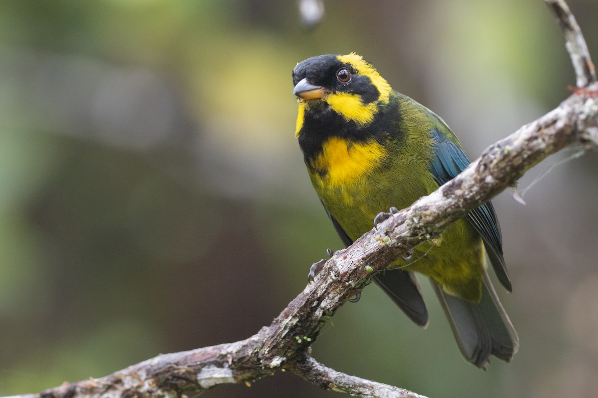 Gold-ringed Tanager - ML504855051