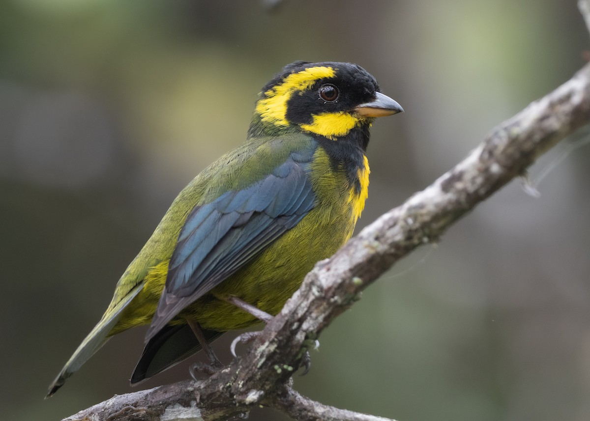 Gold-ringed Tanager - ML504855061