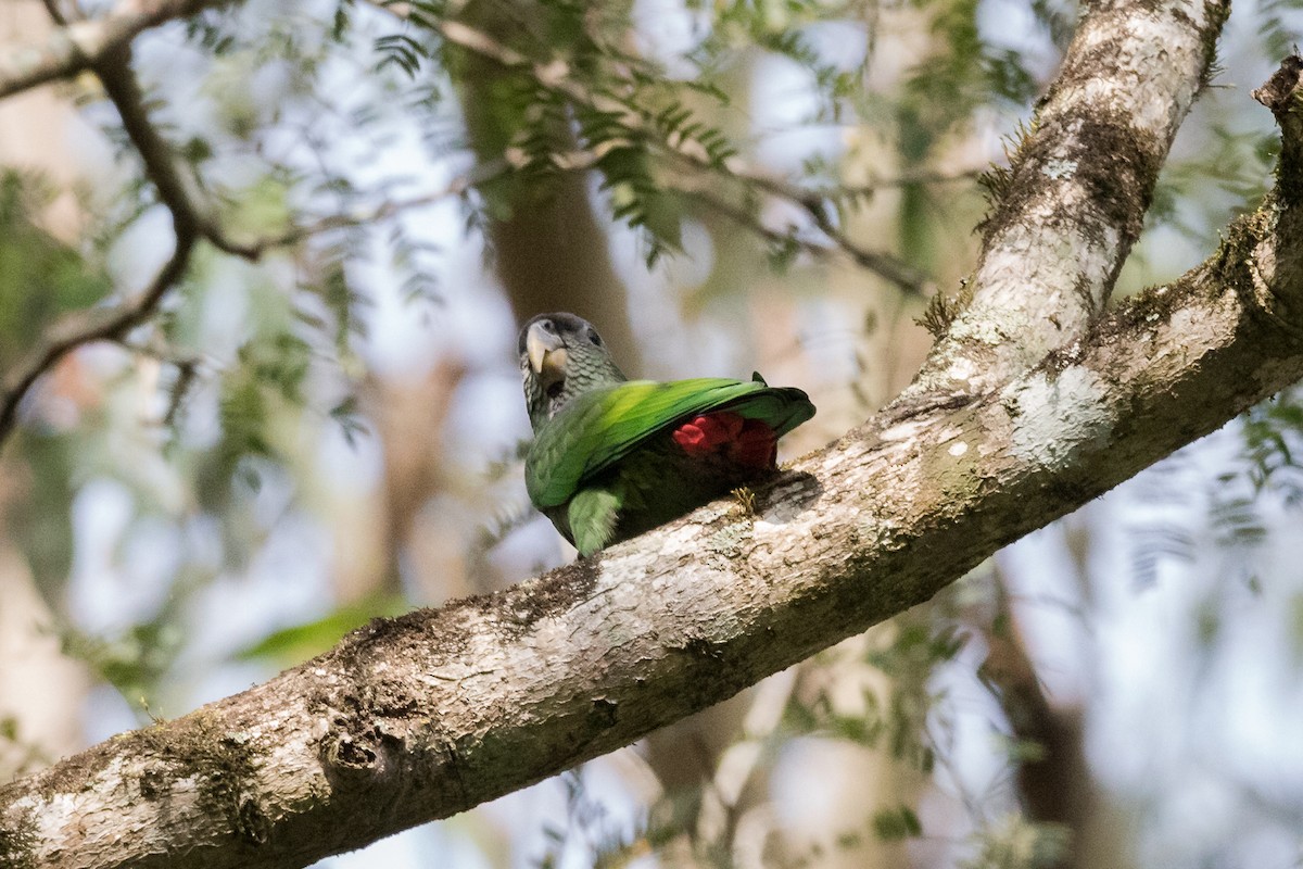 Папуга-червоногуз зеленощокий - ML504856601