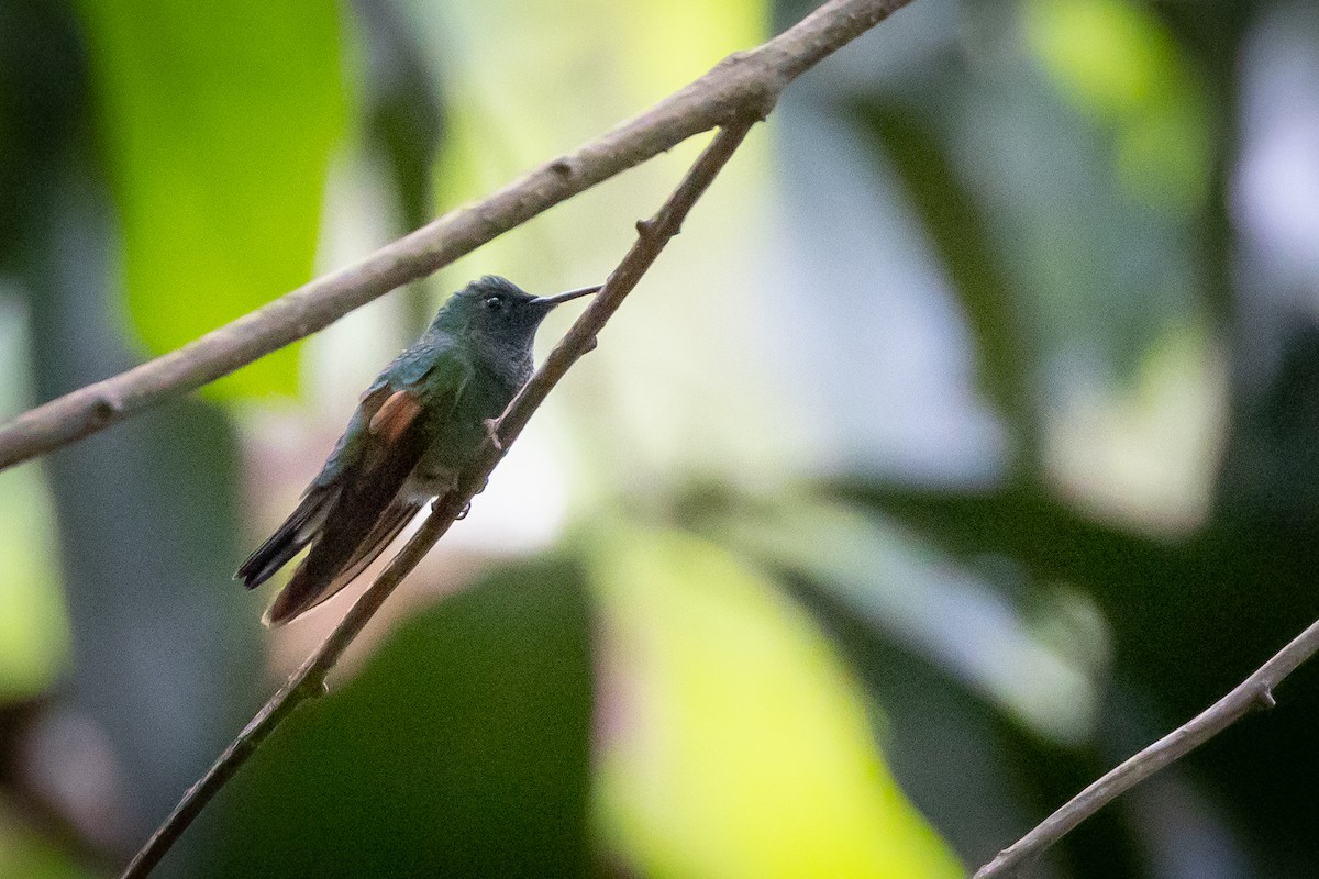 Stripe-tailed Hummingbird - ML504857301