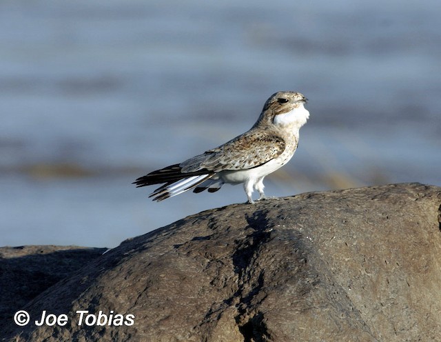 Sand-colored Nighthawk male singing (subspecies rupestris) - Sand-colored Nighthawk - 
