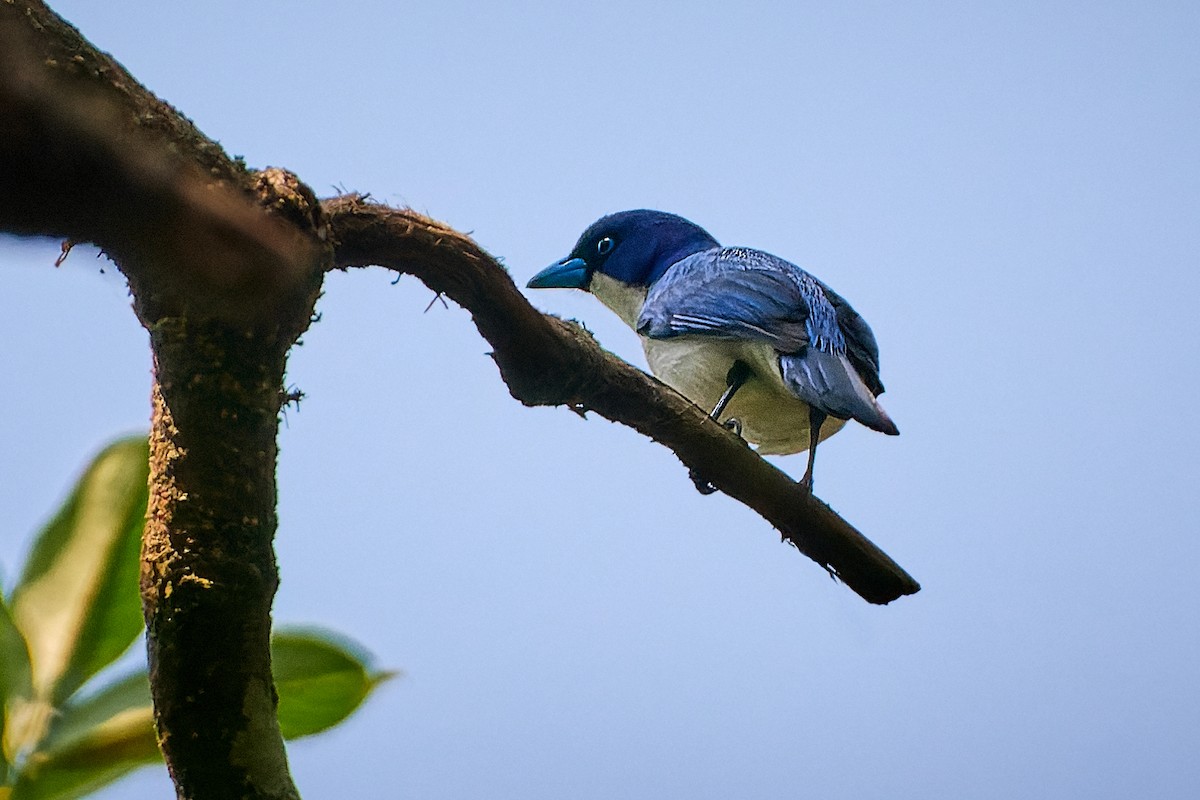 Madagascar Blue Vanga - Tomáš Grim