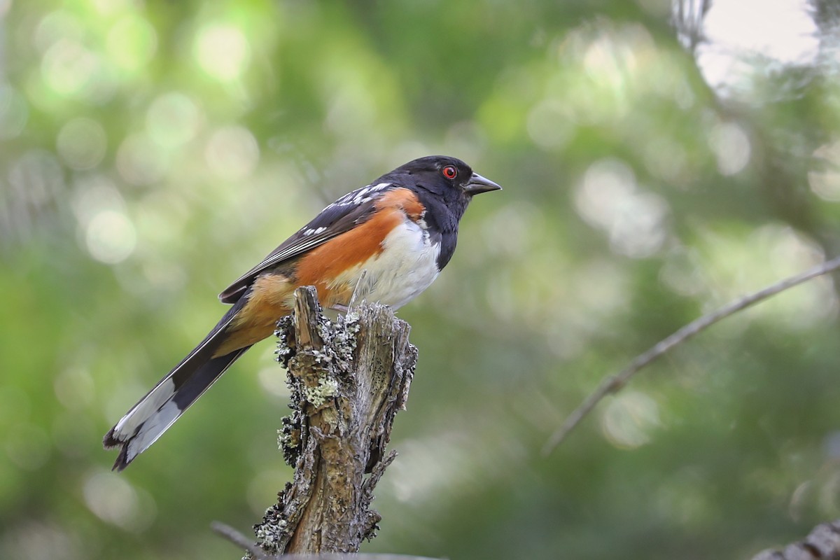 Spotted Towhee - Anne Auclair  Moe