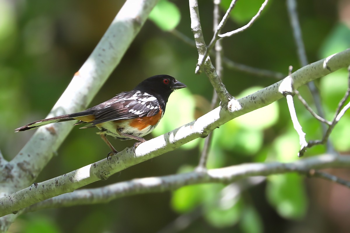 Spotted Towhee - Anne Auclair  Moe