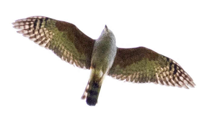 Rufous-thighed Kite - Scott Young