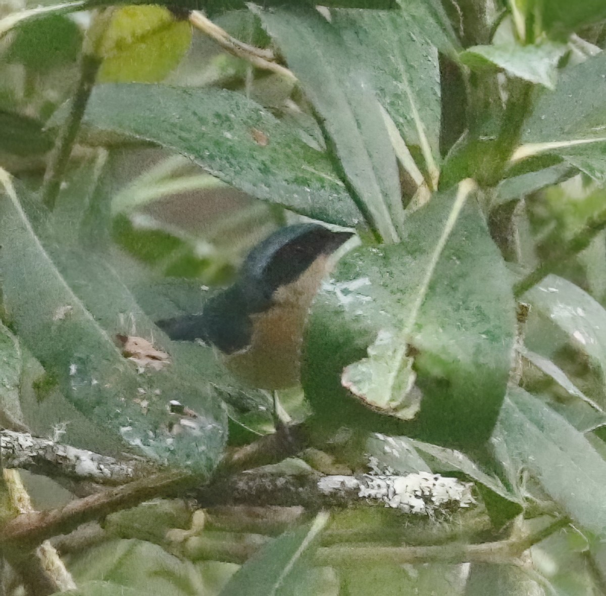 Fawn-breasted Tanager - ML504870311
