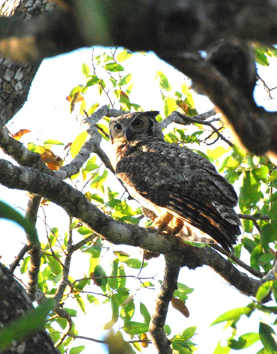 Great Horned Owl - ML504874471