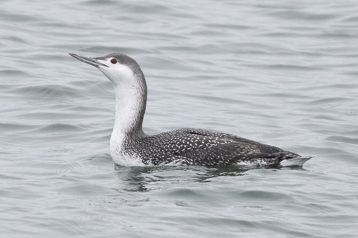 Red-throated Loon - ML504881531