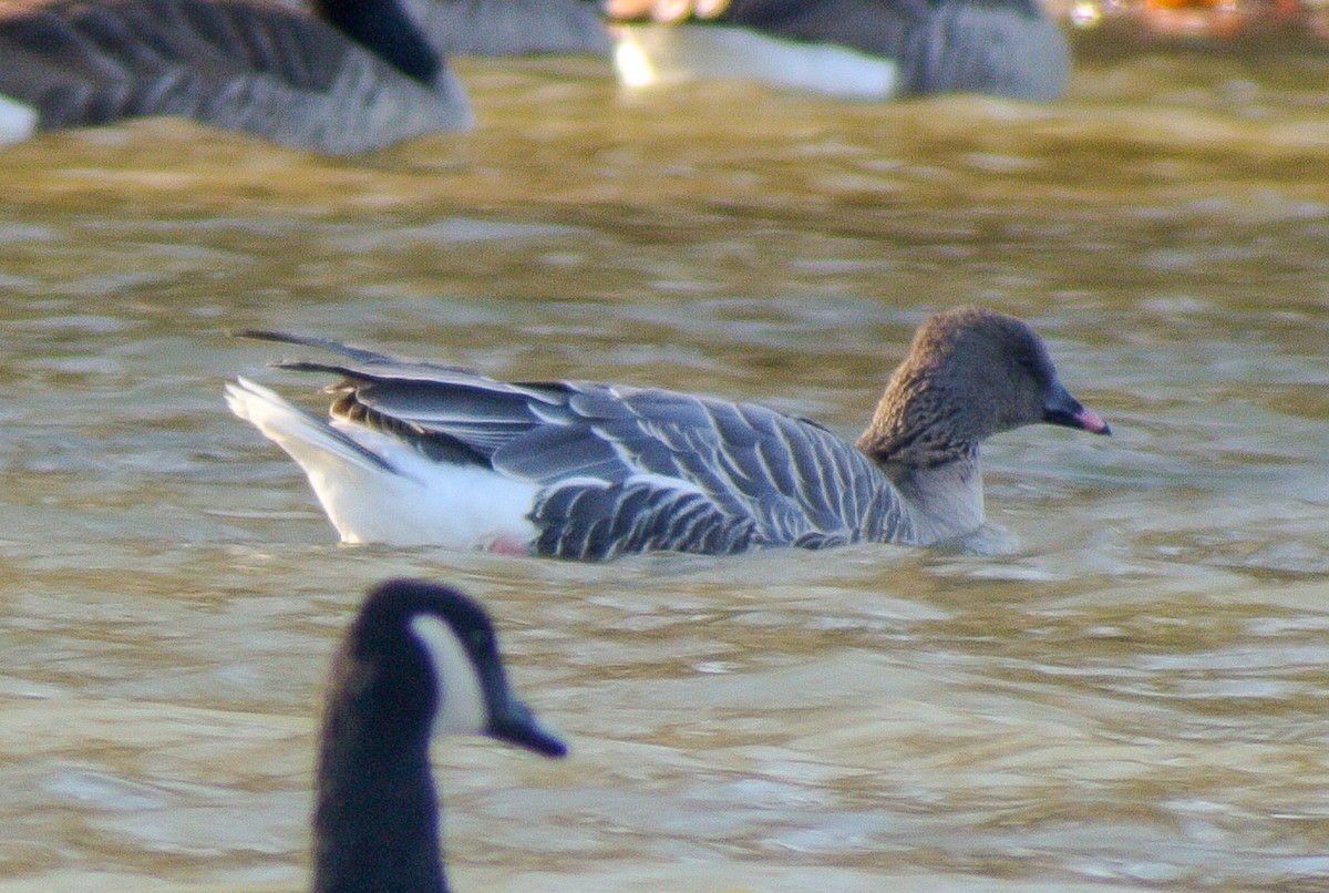 Pink-footed Goose - ML504882061