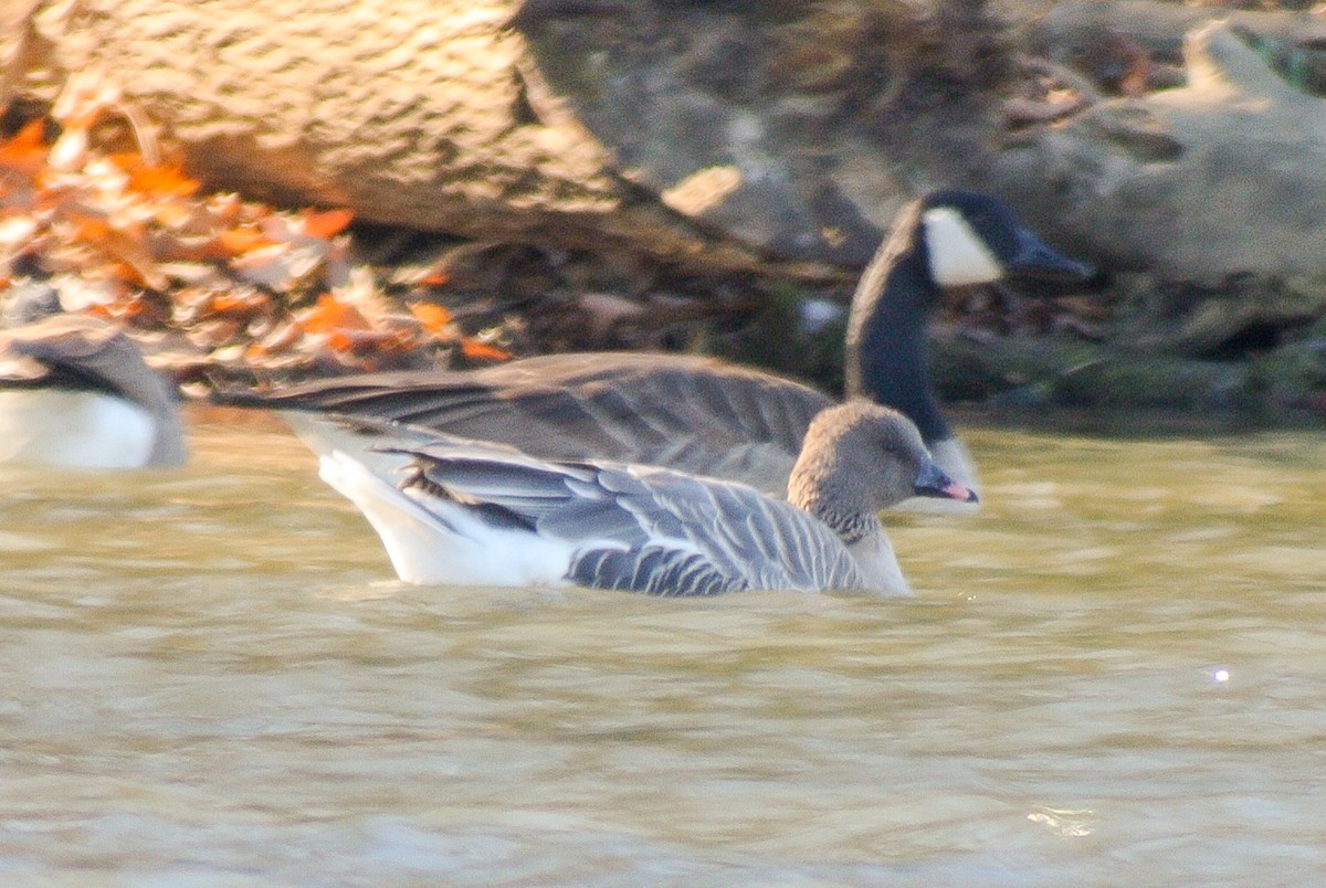 Pink-footed Goose - ML504882071