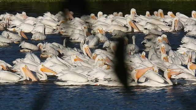 pelikán severoamerický - ML504882851