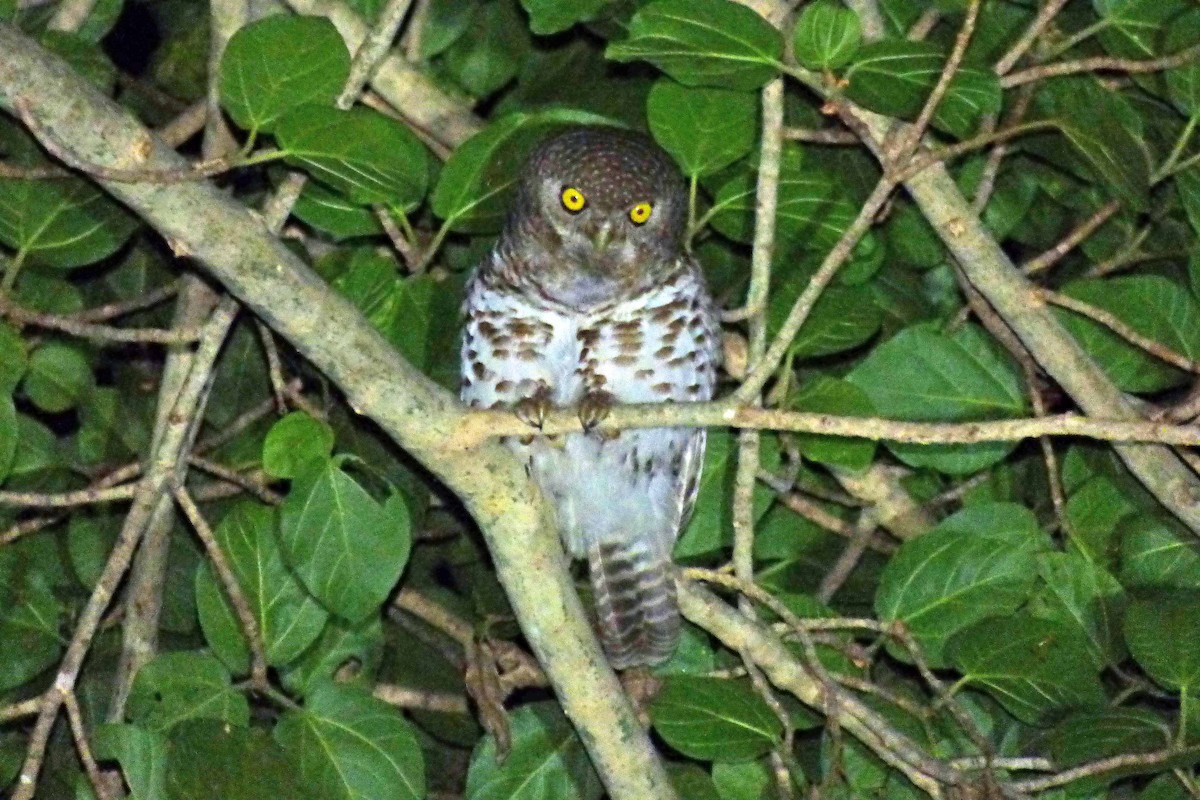 African Barred Owlet - ML504886851