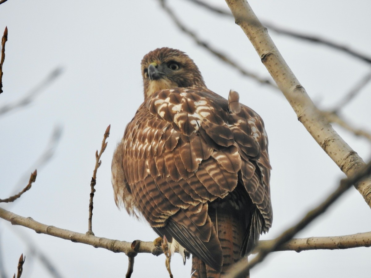 Red-tailed Hawk - ML504886891