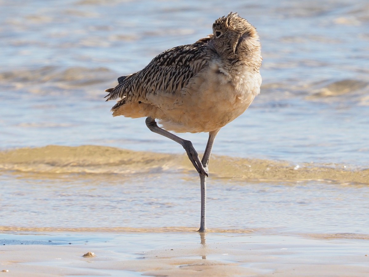 Long-billed Curlew - ML504887011