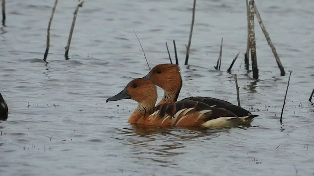 Fulvous Whistling-Duck - ML504888631