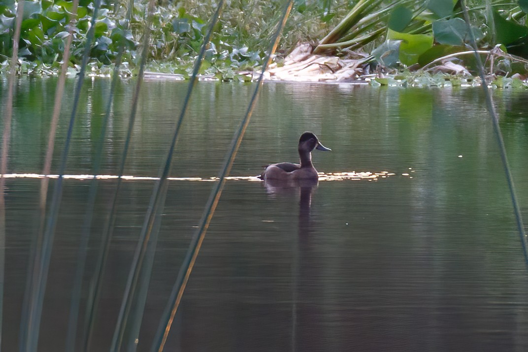 eBird Checklist 18 Nov 2022 The Celery Fields 41 species (+1