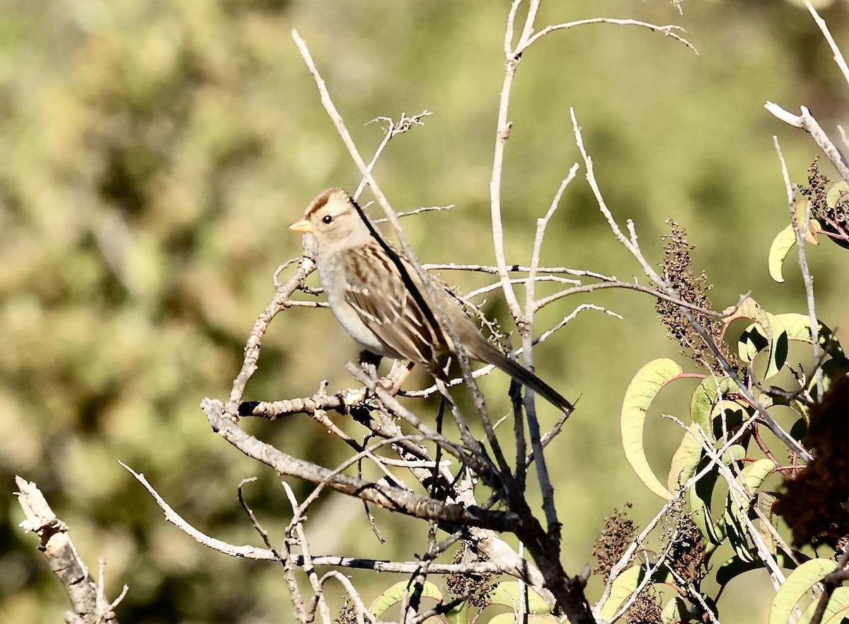 White-crowned Sparrow - ML504892041