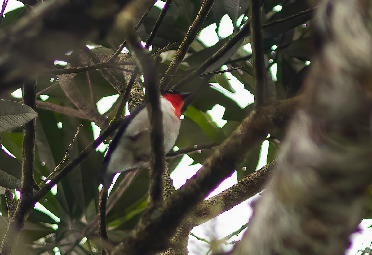Cherry-throated Tanager - ML504892761