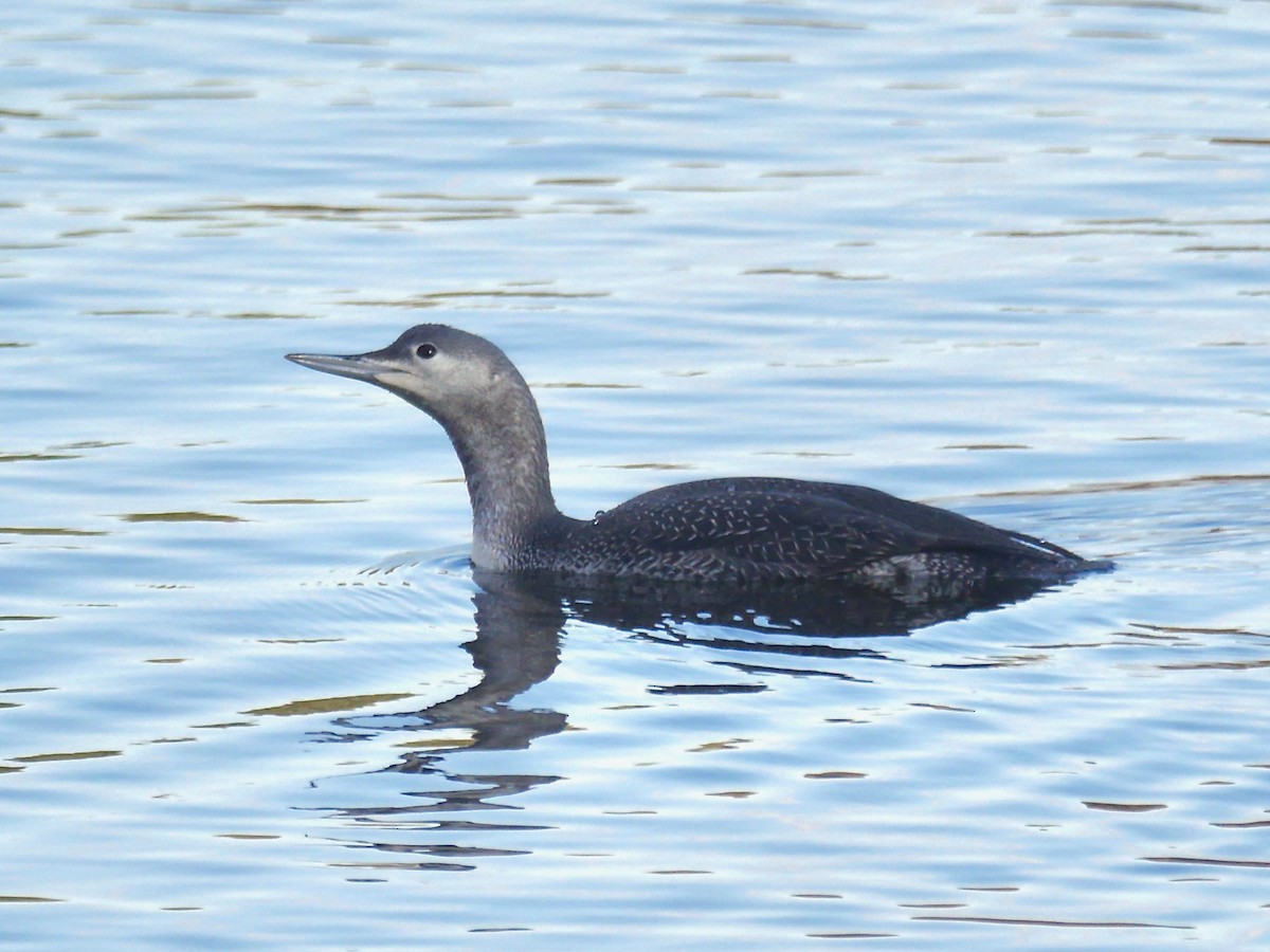 Red-throated Loon - Jeffrey Thomas