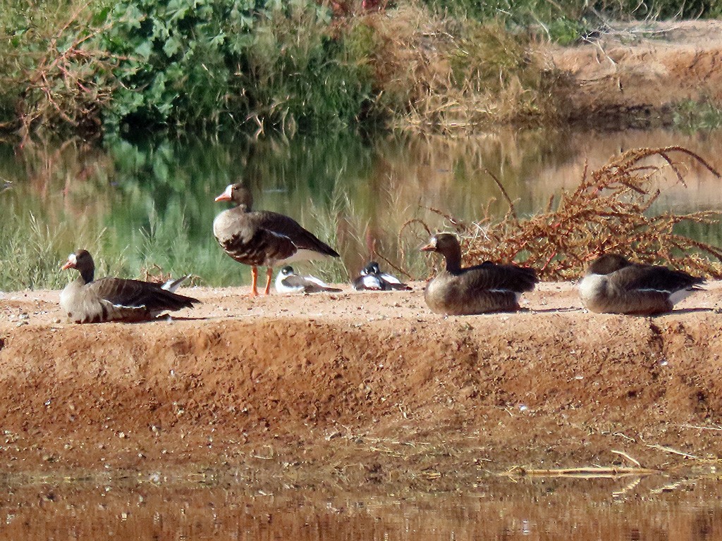 Greater White-fronted Goose - ML504898561