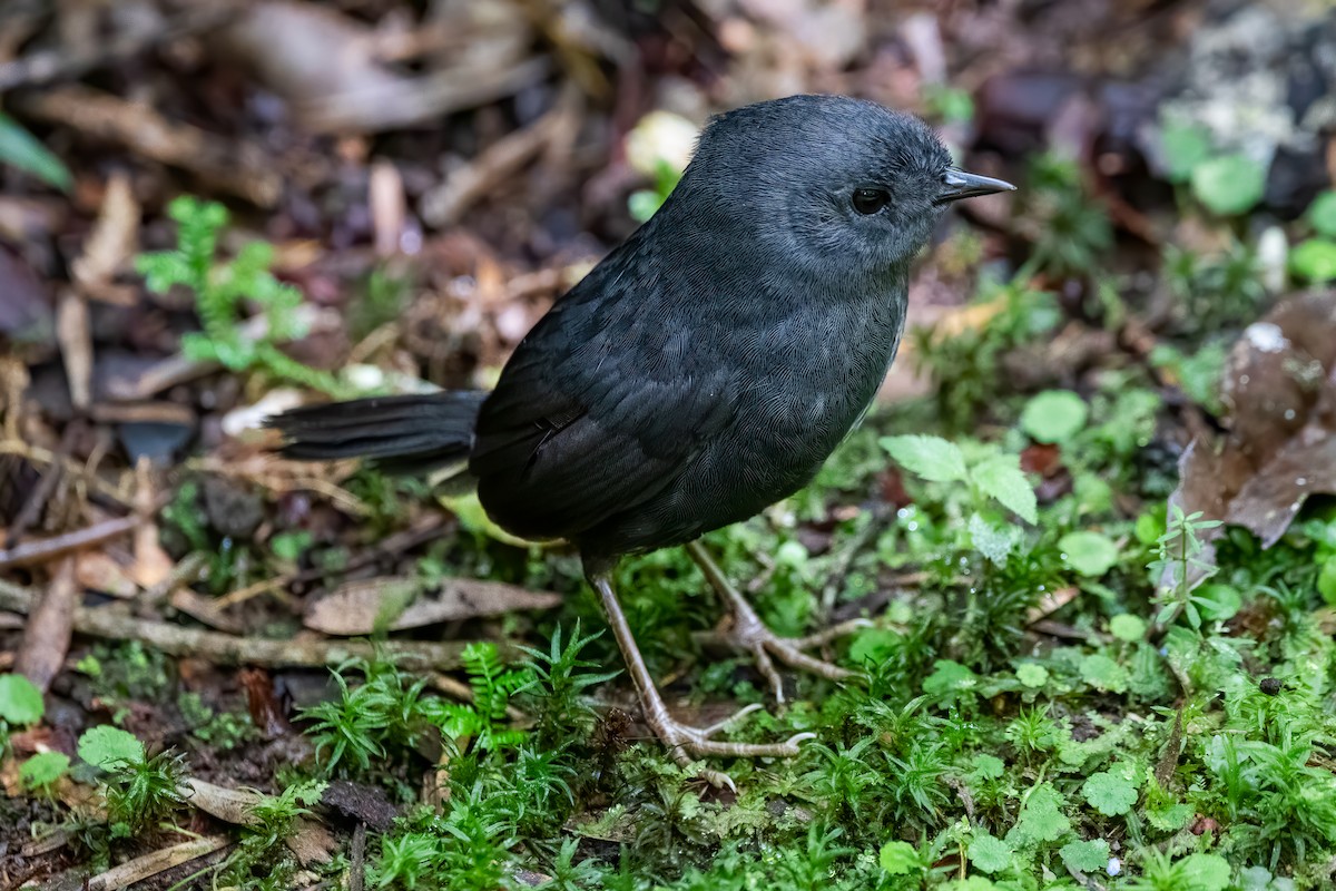 Mouse-colored Tapaculo - ML504898891
