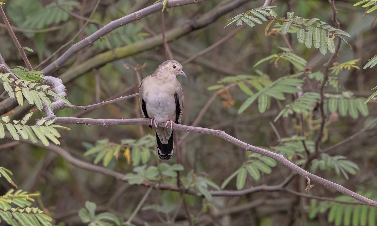 Ecuadorian Ground Dove - ML504908791